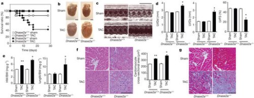 picture showing Effect of heart overload in normal and DNAse-knockout mice